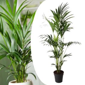 Howea forsteriana - Kentia - Palmier XL - Pot 24cm - Hauteur 150-170cm