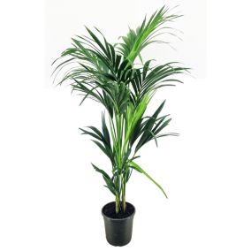 Howea forsteriana - Kentia - Pot 21cm - Hauteur 130-140cm