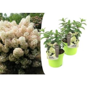 Hydrangea 'Bobo' - Set de 2 - Hydrangea paniculata - Pot 19cm - Hauteur 25-40cm