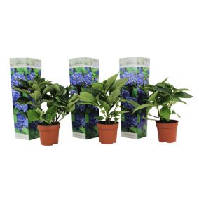 Hydrangea macrophylla - Bleu - Set de 3 - Hortensia - Pot 9cm - Hauteur 25-40cm