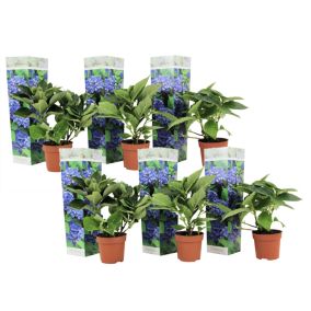 Hydrangea macrophylla - Bleu - Set de 6 - Hortensia - Pot 9cm - Hauteur 25-40cm