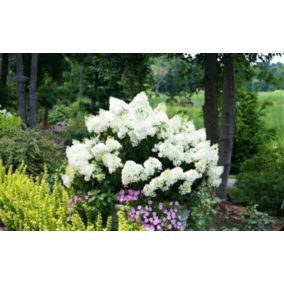 Hydrangea paniculata 'Bobo' - Hydrangea paniculata - Pot 19cm - Hauteur 25-40cm