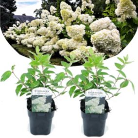 Hydrangea paniculata 'Grandiflora' - Hortensia - Set de 2 - Pot 17cm