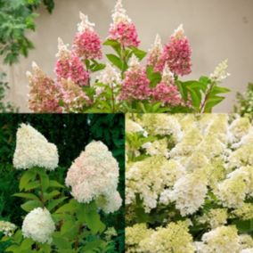 Hydrangea Paniculata - Mélange de 3 - Hortensia - Pot 9cm - Hauteur 25-35cm