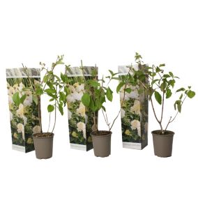 Hydrangea Paniculata Phantom - Hortensia - Set de 3 - Jardin - Pot9cm - H25-40cm