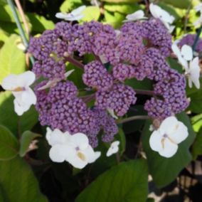 Hydrangea 'Sargentiana' - Hydrangea Aspera Sargentiana  - 50-60 cm pot