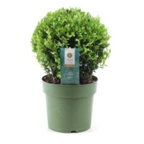 Ilex crenata forme boule - Houx japonais - Plante de jardin - Pot17cm - H30-40cm