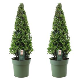 Ilex crenata 'Pyramid' - Houx japonais - lot de 2 - Pot21 cm - Hauteur 55-65 cm