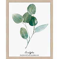 Image encadrée eucalyptus 24 x 30 cm
