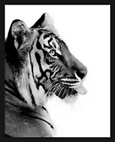 Image encadrée tigre noir, blanc Dada Art l.33 x H.53 cm