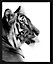 Image encadrée tigre noir, blanc Dada Art l.33 x H.53 cm