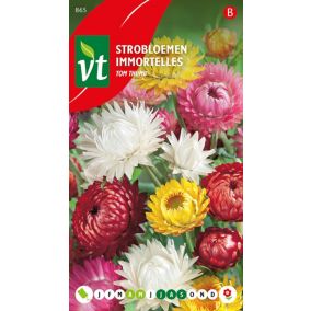 Immortelles Tom Thumb - Ca. 0,75 gr