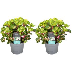 Iresine Herbsti 'Jaune' - Set de 2 - Plante à tige - Pot 13cm - Hauteur 20-30cm