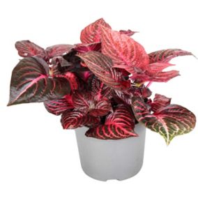 Iresine Herbstii 'Rouge' - Plante steak - Pot 13cm - Hauteur 20-30cm