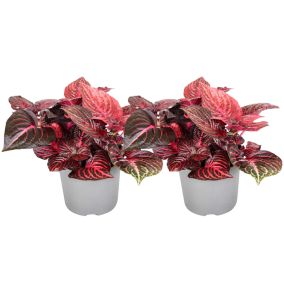 Iresine Herbstii 'Rouge' - Set de 2 - Plante à tige - Pot 13cm - Hauteur 20-30cm