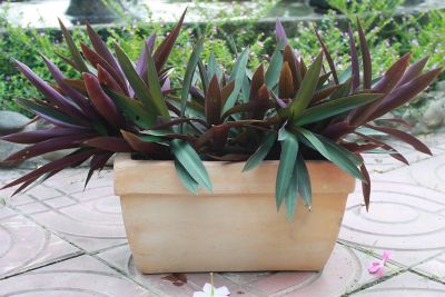 Jardinière terre cuite Blooma Mali effet blanchi 30 x 15 x h.15 cm