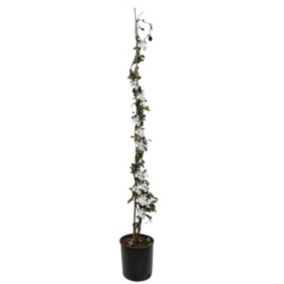 Jasmin XL - Plante grimpante - Pot 17cm - Hauteur 110-120cm