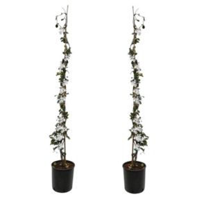 Jasmin XL - Set de 2 - Vigne grimpante - Pot 17cm - Hauteur 110-120cm