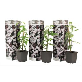 Jasminoides Officinale - Set de 3 - Blanc - Jasmin - Pot 9cm - Hauteur 25-40cm