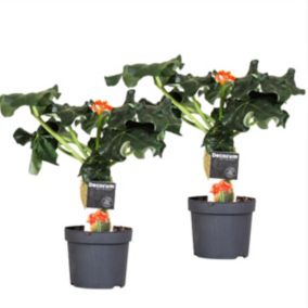 Jatropha Podagrica - Set de 2 - Pot 13cm - Hauteur 25-45cm