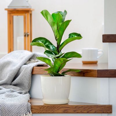 KADAX 3x Pot de fleurs 23cm Couvercle avec support Crème