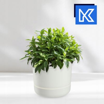 KADAX Pot de fleurs Pot de fleurs avec support 13 cm Blanc mat