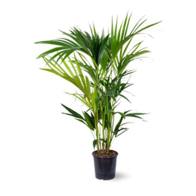 Kentia - palmier - purificateur d'air - hauteur 80-90 cm - diamètre 18 cm - plante d'intérieur - howea forsterian