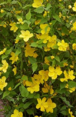 Kerria Japonica Hotival Diffusion en pot