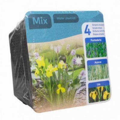 Kit 3 plantes aquatiques pour bassin et fontaine - Moerings