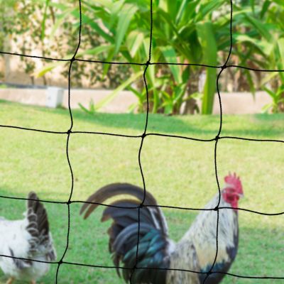 Kit clôture filet à poules 12 M avec porte 6 piquets double pointe