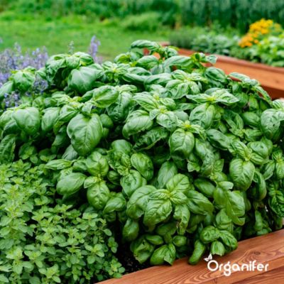 Kit de Semences de Herbes Biologiques - 10 Variétés - Organifer