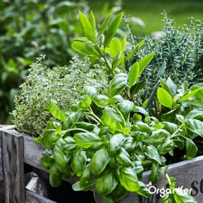 Kit de Semences de Herbes Biologiques - 10 Variétés - Organifer
