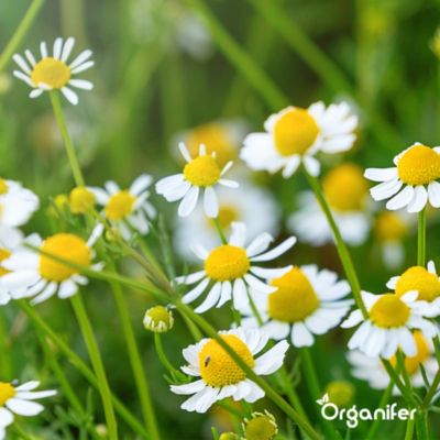 Kit de Semences de Herbes Biologiques - 10 Variétés - Organifer