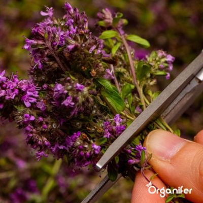 Kit de Semences de Herbes Biologiques - 10 Variétés - Organifer