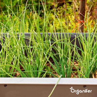 Kit de Semences de Herbes Biologiques - 10 Variétés - Organifer