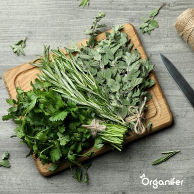 Kit de Semences de Herbes Biologiques - 10 Variétés - Organifer