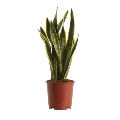 Langue de belle-mère 14cm