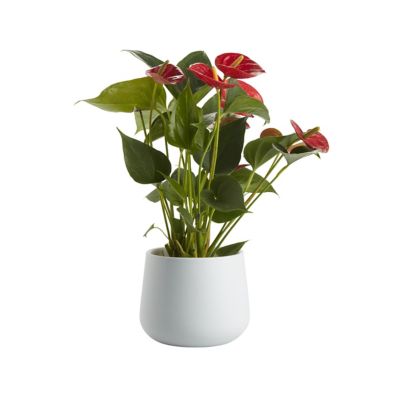 Langue De Feu Pot En Ceramique 12cm Castorama