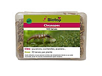 Larves de Chrysope Biotop (100 larves)