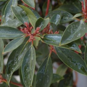 Laurier Américain - Kalmia latifolia  - 25-30 cm pot