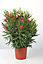 Laurier rose pot h. 80/100 cm 15 L