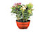 Laurier rose tricolore 26 cm