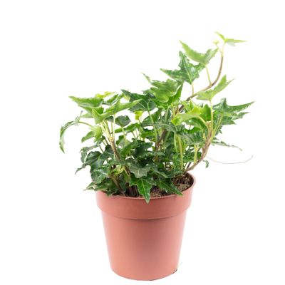 Lierre commun vert - plante d'intérieur facile d'entretien, Hedera helix - hauteur env. 15 cm, pot-diam. 9 cm