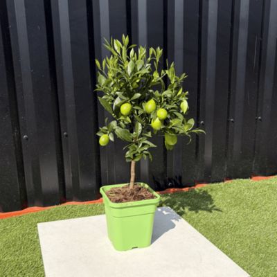 Limequat Citrus Aurantifolia / Fortunella Japonica Hauteur 70 cm