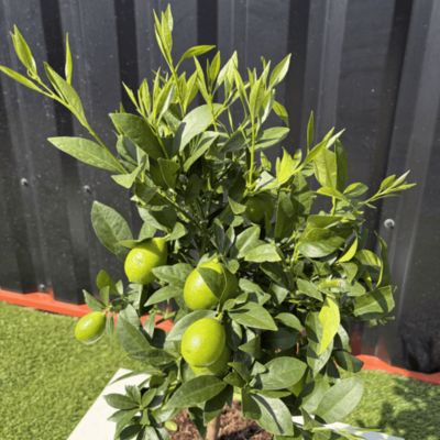 Limequat Citrus Aurantifolia / Fortunella Japonica Hauteur 70 cm