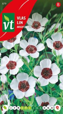 Lin Bright Eyes - Ca. 1 gr Graines de fleurs