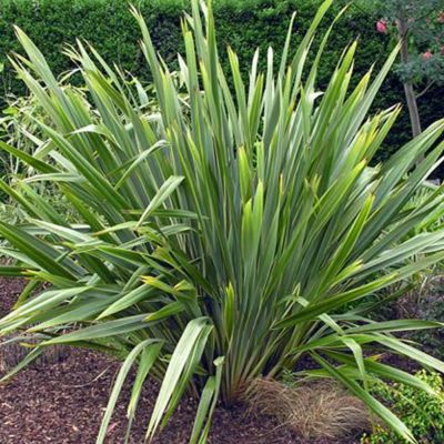 Lin de Nouvelle-Zélande - Phormium tenax - 60-80 cm pot