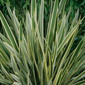 Lin de Nouvelle-Zélande - Phormium tenax 'Variegatum'  - 60-80 cm pot