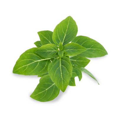 Lingot® Basilic fin vert Bio pour potager Véritable®