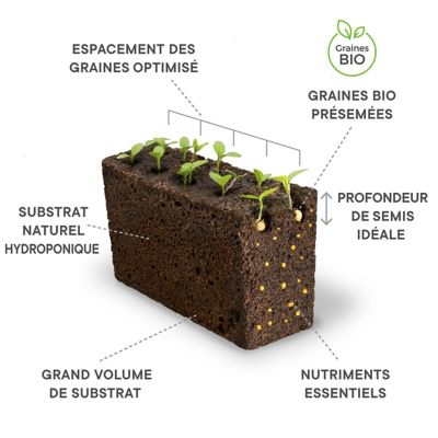 Lingot® Basilic fin vert Bio pour potager Véritable®